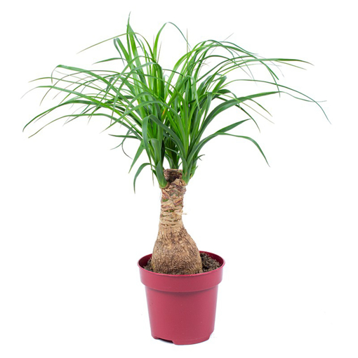 Immagine di Pianta di Nolina beaucarnea mangiafumo in vaso da 17cm, altezza 65-70cm