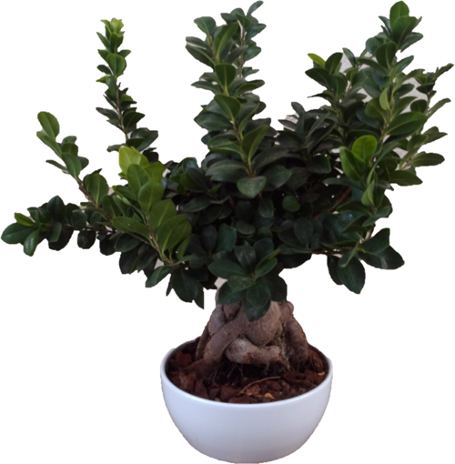 Immagine di Bonsai ginseng in ciotola da 18cm, altezza 40-45 cm