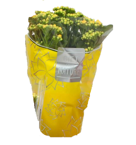 Immagine di Pianta di kalandiva colore giallo in vaso da 12cm, altezza 30-35cm