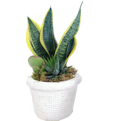 Immagine di Composizione assortita San severia e piante grasse in vaso di gesso da 16cm,  altezza 40-45cm