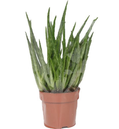 Immagine di Pianta di Aloe vera 1 pezzo in vaso da 12cm, altezza 35-40cm