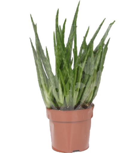 Pianta di Aloe vera 1 pezzo in vaso da 12cm, altezza 35-40cm. Shop Italia  Market