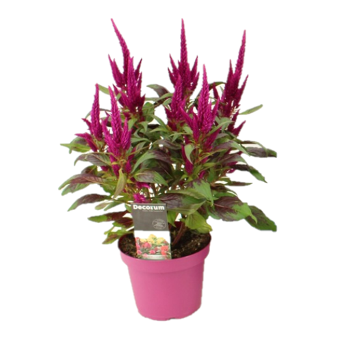 Immagine di Pianta di Celosia caracas in vaso da 12cm, altezza 40-45cm