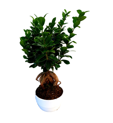 Immagine di Bonsai ginseng in vaso di coccio bianco da 12cm, altezza 35-40 cm