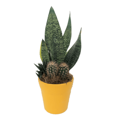 Immagine di Composizione assortita san severia e piante grasse in vaso di coccio giallo da 13cm, 1 pezzo, altezza 40-45cm