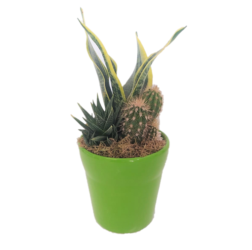 Immagine di Composizione assortita san severia e piante grasse in vaso di coccio verde da 13cm, 1 pezzo, altezza 40-45cm