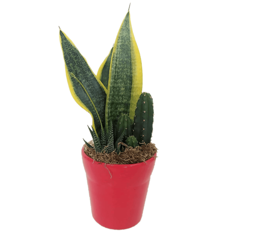 Immagine di Composizione assortita san severia e piante grasse in vaso di coccio rosso da 13cm, 1 pezzo, altezza 40-45cm