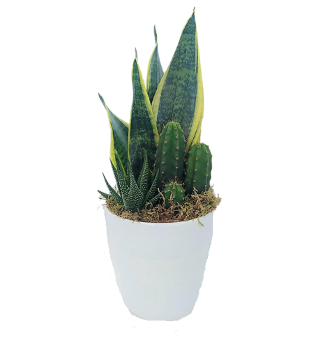 Immagine di Composizione assortita San Severia e piante grasse in vaso di coccio bianco da 13cm, 1 pezzo, altezza 40-45cm