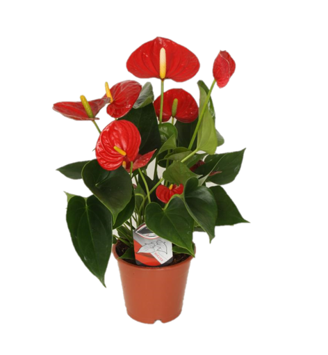 Immagine di Pianta Anthurium rosso in vaso da 17cm, altezza 65-70cm