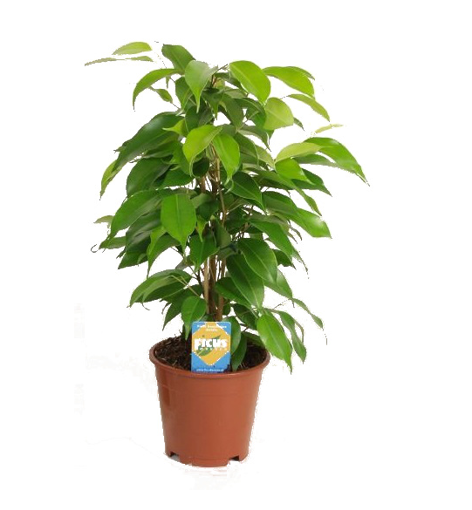 Immagine di Pianta di Ficus Benjamin in vaso da 17cm, altezza 70-80 cm