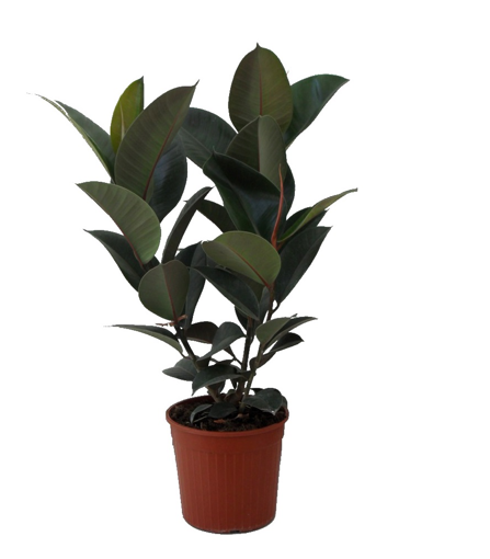 Immagine di Pianta di Ficus Robusta in vaso da 17cm, altezza 70-80 cm