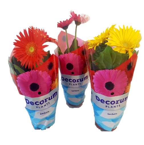 Immagine di Pianta di Gerbera in vaso da 14cm, colori assortiti, kit da 3 pezzi, altezza 35-40 cm