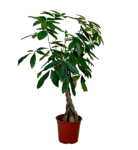 Immagine di Pianta di Pachira acquatica in vaso da 17cm, altezza 65-70 cm