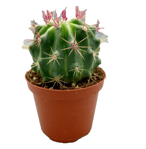 Immagine di Pianta grassa in vaso da 14cm, 1 pezzo, altezza 25-30cm