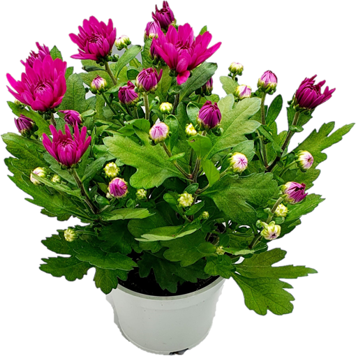 Immagine di Pianta di crisantemo colore viola in vaso da 12 cm, altezza 30-35 cm