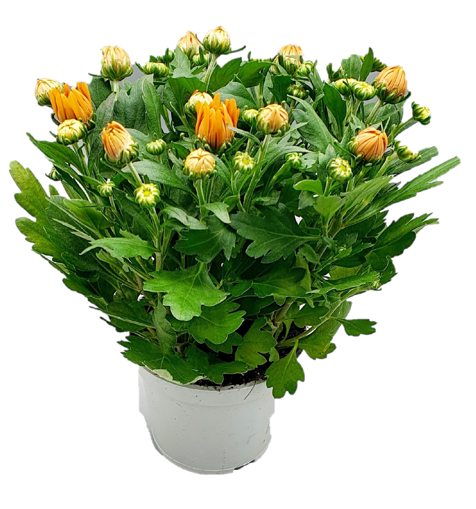 Immagine di Pianta di crisantemo colore arancione in vaso da 12 cm, altezza 30-35 cm