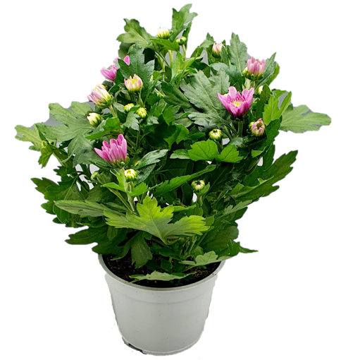 Immagine di Pianta di crisantemo colore rosa in vaso da 12 cm, altezza 30-35 cm
