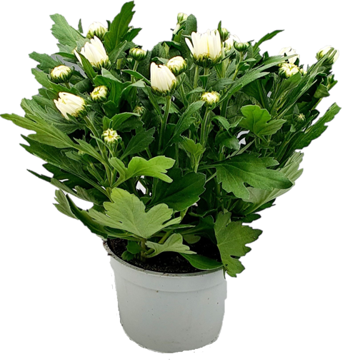 Immagine di Pianta di crisantemo colore bianco in vaso da 12 cm, altezza 30-35 cm