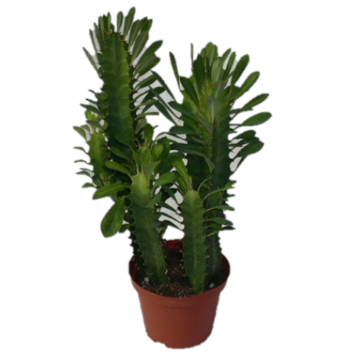 Immagine di Pianta di Euphorbia tetra in vaso da 17 cm, altezza 70-80 cm