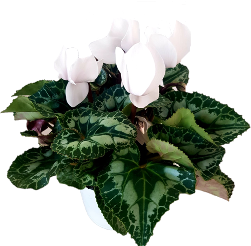 Immagine di Pianta di Ciclamino in vaso da 14 cm, colore bianco, altezza 30-35 cm