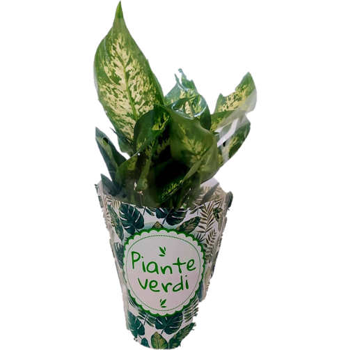 Immagine di Pianta di Dieffenbachia in vaso da 12cm, altezza 35-40 cm