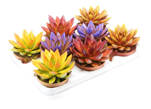 Immagine di Pianta di Echeveria, kit 3 pezzi, colori autunnali assortiti, altezza 25-30 cm