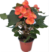 Immagine di Pianta di begonia arancione in vaso da 14cm, altezza 40-45cm