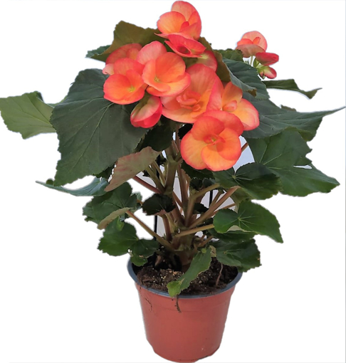 Immagine di Pianta di begonia arancione in vaso da 14cm, altezza 40-45cm