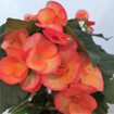 Immagine di Pianta di begonia arancione in vaso da 14cm, altezza 40-45cm