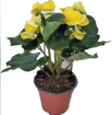 Immagine di Pianta di begonia gialla in vaso da 14cm, altezza 40-45cm