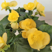 Immagine di Pianta di begonia gialla in vaso da 14cm, altezza 40-45cm