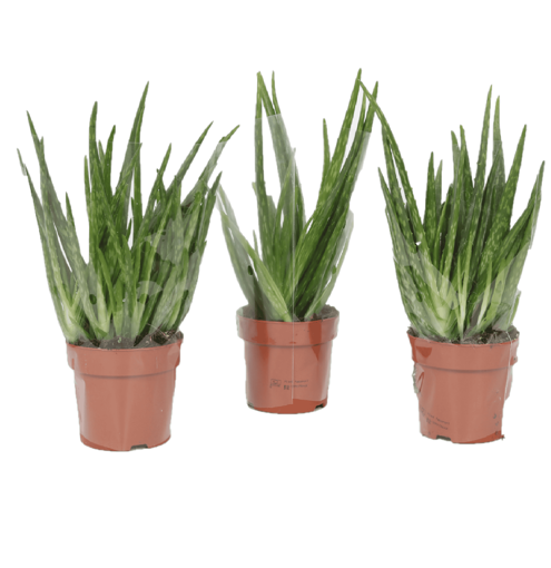 Immagine di Pianta di Aloe vera in vaso da 12cm, kit 3 pezzi altezza 35-40cm