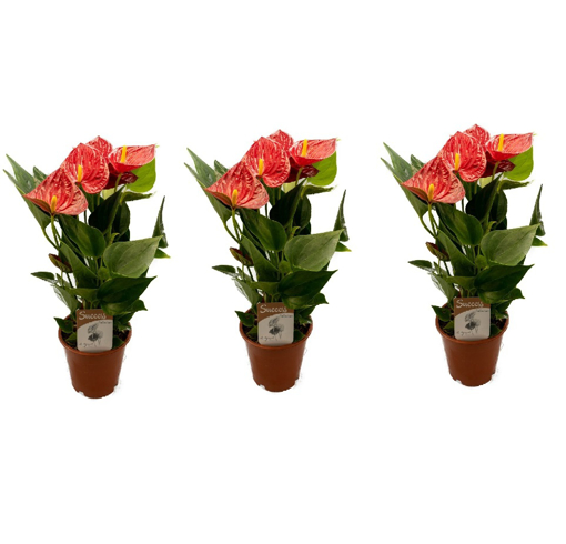 Immagine di Pianta Anthurium in vaso da 12cm, kit 3 pezzi, altezza 45-50cm