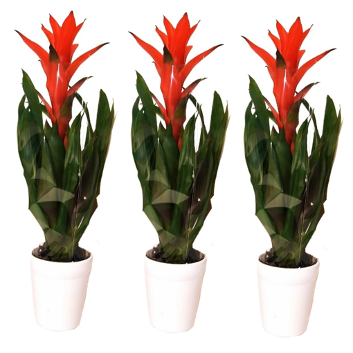 Immagine di Pianta di Bromelia, fiore rosso, kit 3 pezzi, vaso in coccio da10cm, altezza 40-45cm