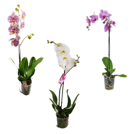 Immagine di Pianta di Orchidea, vaso  da 12cm, rosa-bianco-viola, kit da 3 pezzi, h.60-70cm, 1 ramo