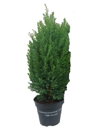 Immagine di Pianta di Chamaecyparis (pino) in vaso da 13 cm, altezza 40-45 cm