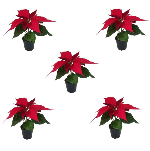 Immagine di Stella di Natale in vaso da 6 cm, colore rosso, kit da 5 pezzi, altezza 15-20 cm