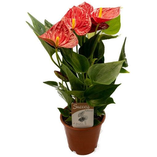 Immagine di Pianta Anthurium in vaso da 14cm, colore rosso, altezza 45- 50 cm