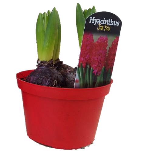 Immagine di Pianta di Hyacinthus 3 bulbi in vaso da 12cm, colore rosso, altezza 25-30 cm