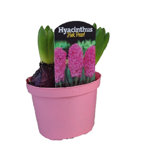 Immagine di Pianta di Hyacinthus 3 bulbi in vaso da 12cm, colore rosa, altezza 25-30 cm