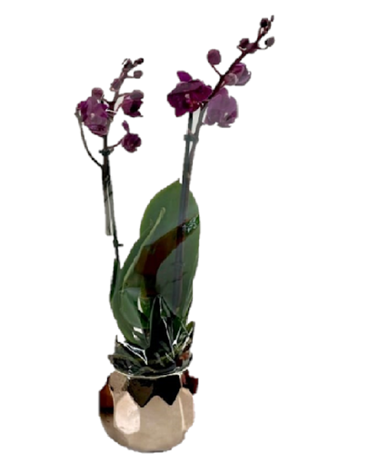 Immagine di Pianta di Orchidea in vaso di coccio argento da 10 cm, altezza 45-50cm
