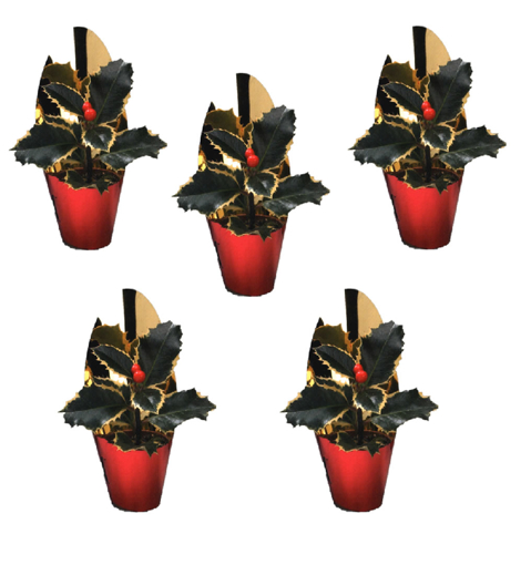 Immagine di Ilex agrifoglio in vaso da 6 cm in cono dorato, kit da 5 pezzi, altezza 10-15 cm
