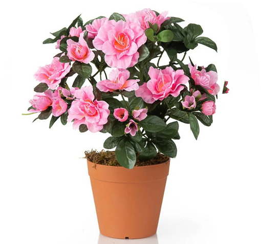Immagine di Pianta di Azalea colore rosa in vaso da 13cm, altezza 35-40cm