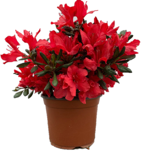 Immagine di Pianta di Azalea colore rosso in vaso da 13cm, altezza 35-40cm