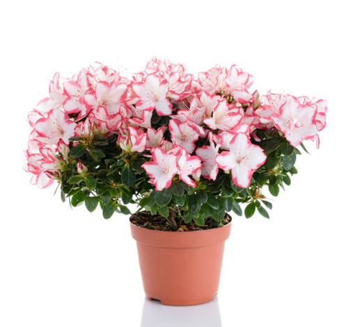 Immagine di Pianta di Azalea colore bianco-rosa in vaso da 13cm, altezza 35-40cm