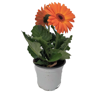 Immagine di Pianta di gerbera colore arancione in vaso da 14cm, altezza 30-35cm
