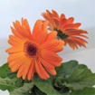 Immagine di Pianta di gerbera colore arancione in vaso da 14cm, altezza 30-35cm