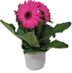 Immagine di Pianta di gerbera colore fucsia in vaso da 14cm, altezza 30-35cm