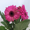 Immagine di Pianta di gerbera colore fucsia in vaso da 14cm, altezza 30-35cm