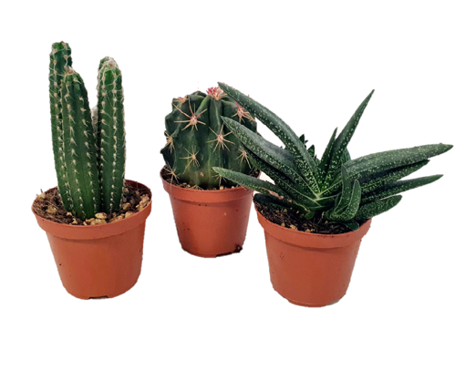 Immagine di Pianta grassa in vaso da 10cm, kit 3 pezzi,  altezza 20-25 cm